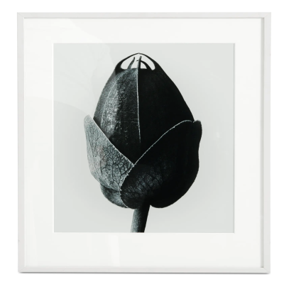 Passion Flower framed art